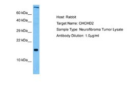 CHCHD2 Rabbit anti-Human, Polyclonal, Novus Biologicals 0.1ml; Unconjugated:Antibodies,